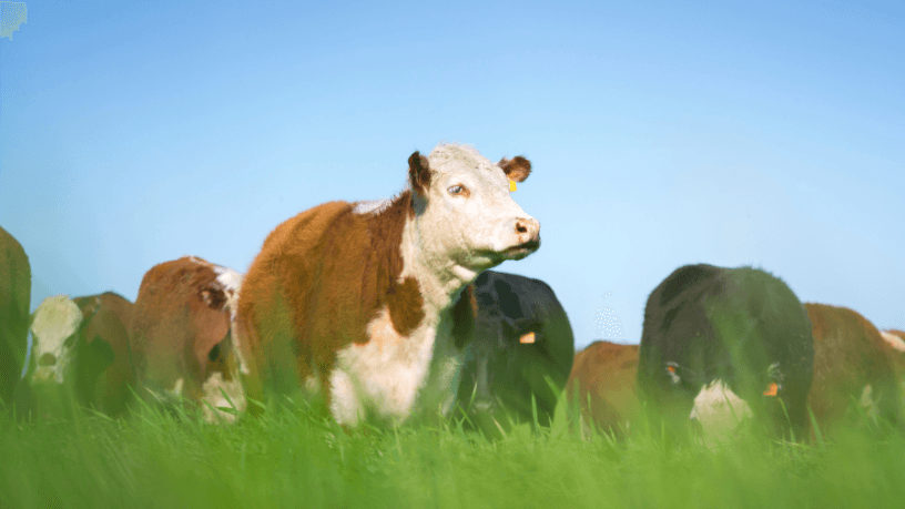 A partir da experiência de João Eustáquio De Almeida Junior, a gestão agropecuária se consolida como fundamento estratégico para decisões empresariais de longo prazo.